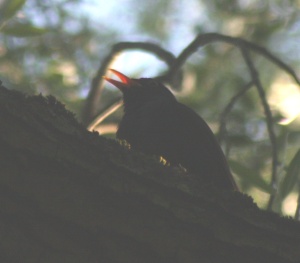 Singende Amsel (Turdus merula). Der Gesang der Männchen dient der Werbung um die Weibchen und dem Fernhalten von Konkurrenten.